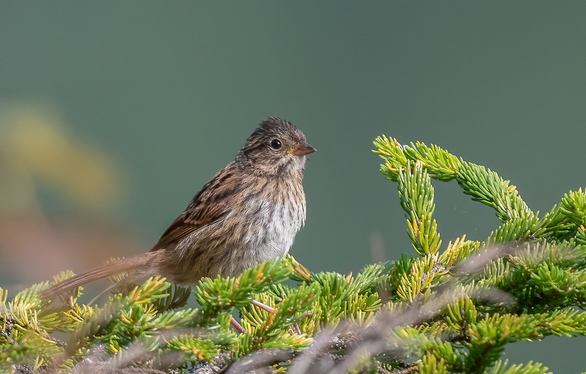 Lincoln's/Swamp Sparrow - ML616369629