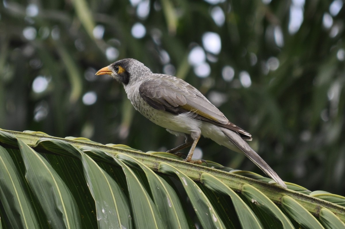 Noisy Miner - ML616369686