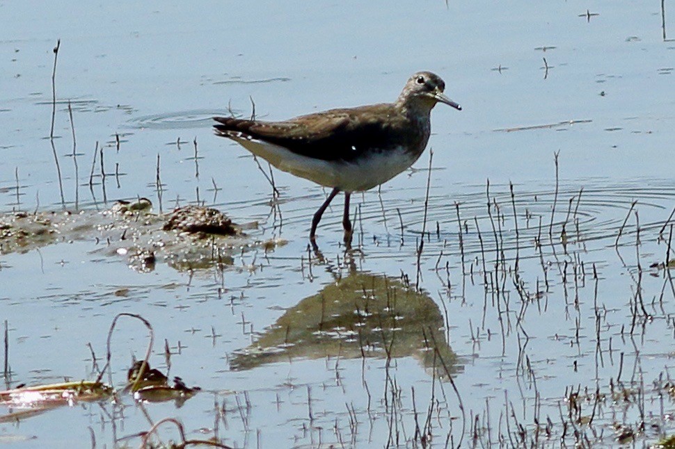 Green Sandpiper - ML616369689