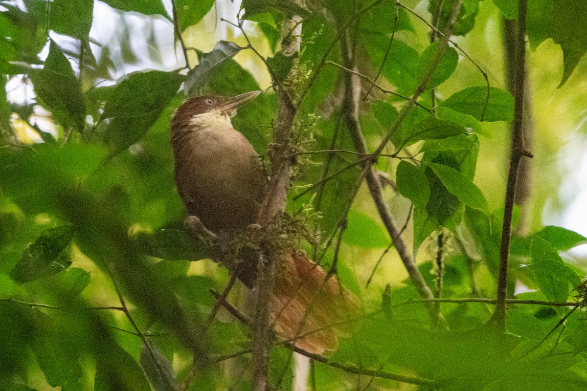 White-eyed Foliage-gleaner - Ted Kavanagh