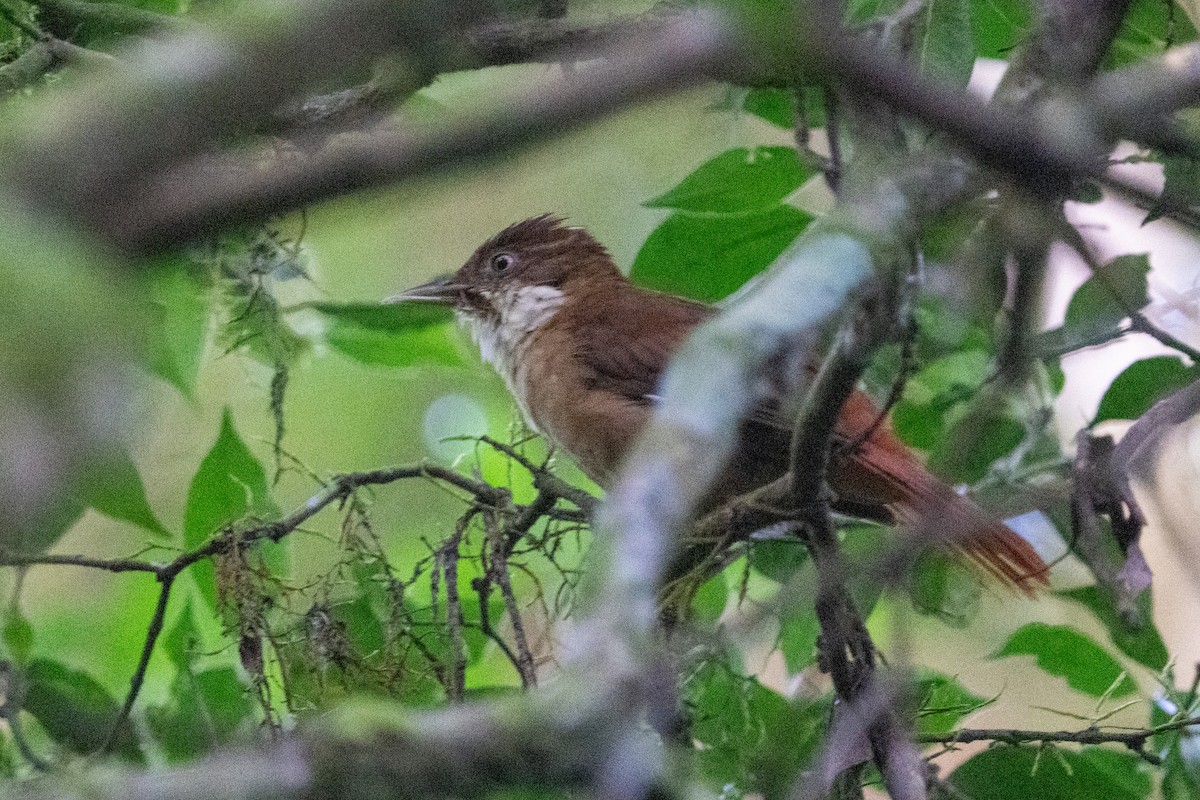 White-eyed Foliage-gleaner - Ted Kavanagh