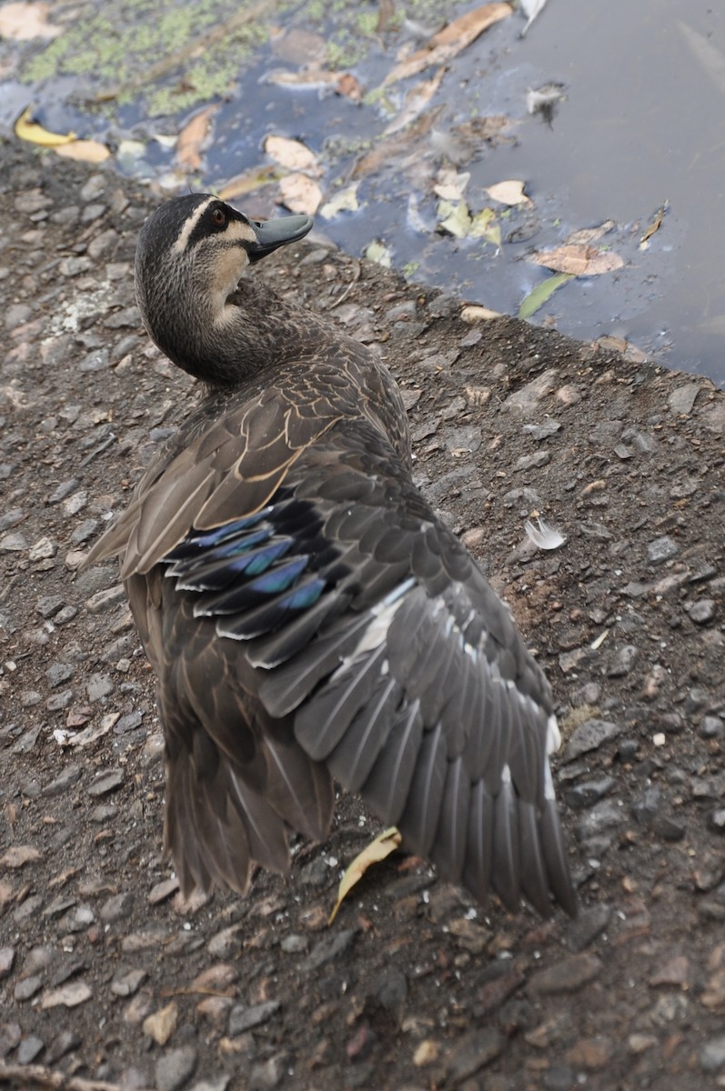 Pacific Black Duck - ML616369775