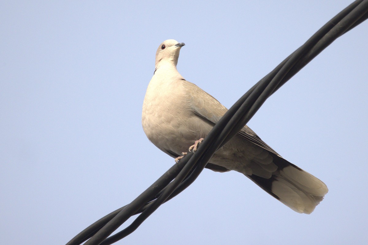 Eurasian Collared-Dove - ML616369786