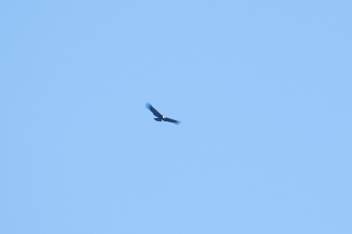 Condor des Andes - ML616370008