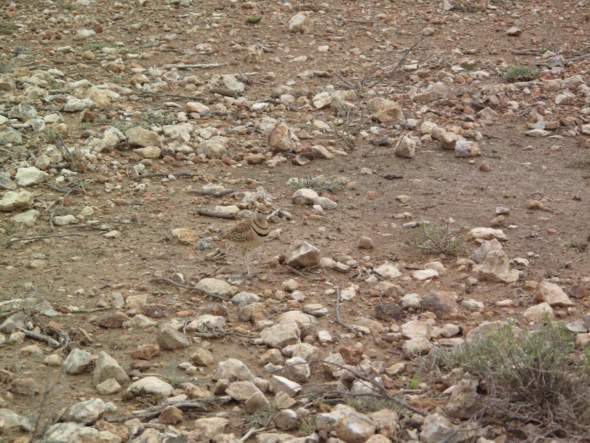 Double-banded Courser - ML616370024