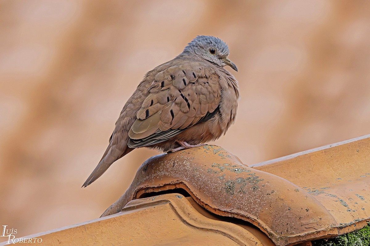 Ruddy Ground Dove - ML616370027