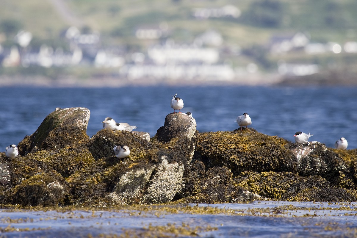 Common Tern - Jock Hughes