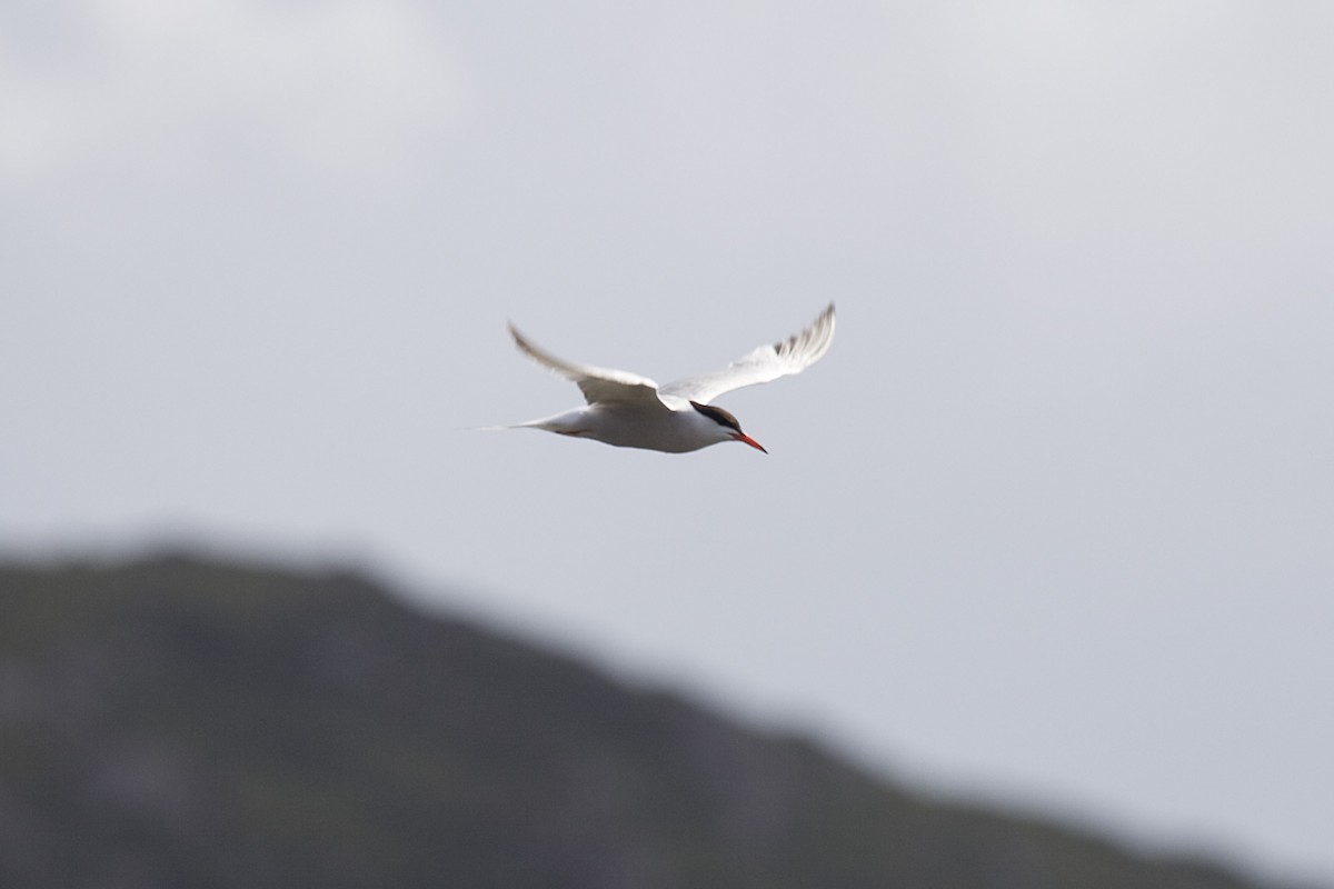 Common Tern - Jock Hughes