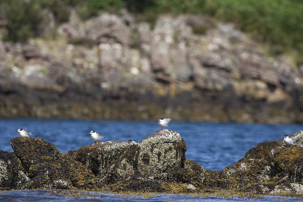 Common Tern - Jock Hughes