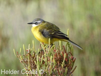 Western Yellow Wagtail - Helder Costa
