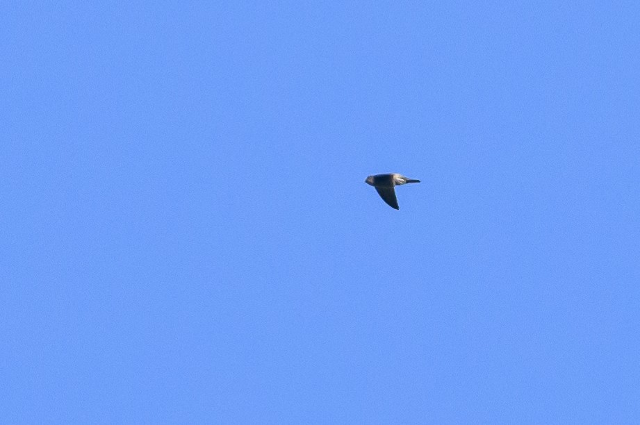 Sulawesi Swiftlet - Stephen Davies