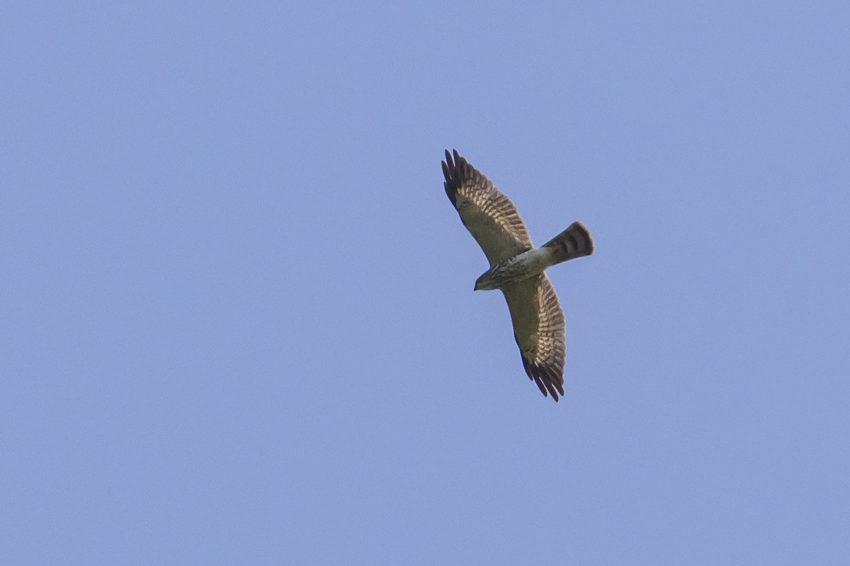 Chinese Sparrowhawk - ML616370092