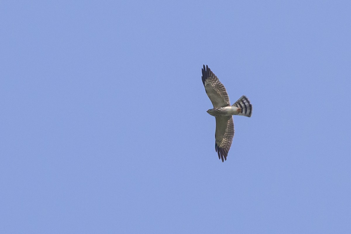 Chinese Sparrowhawk - ML616370095