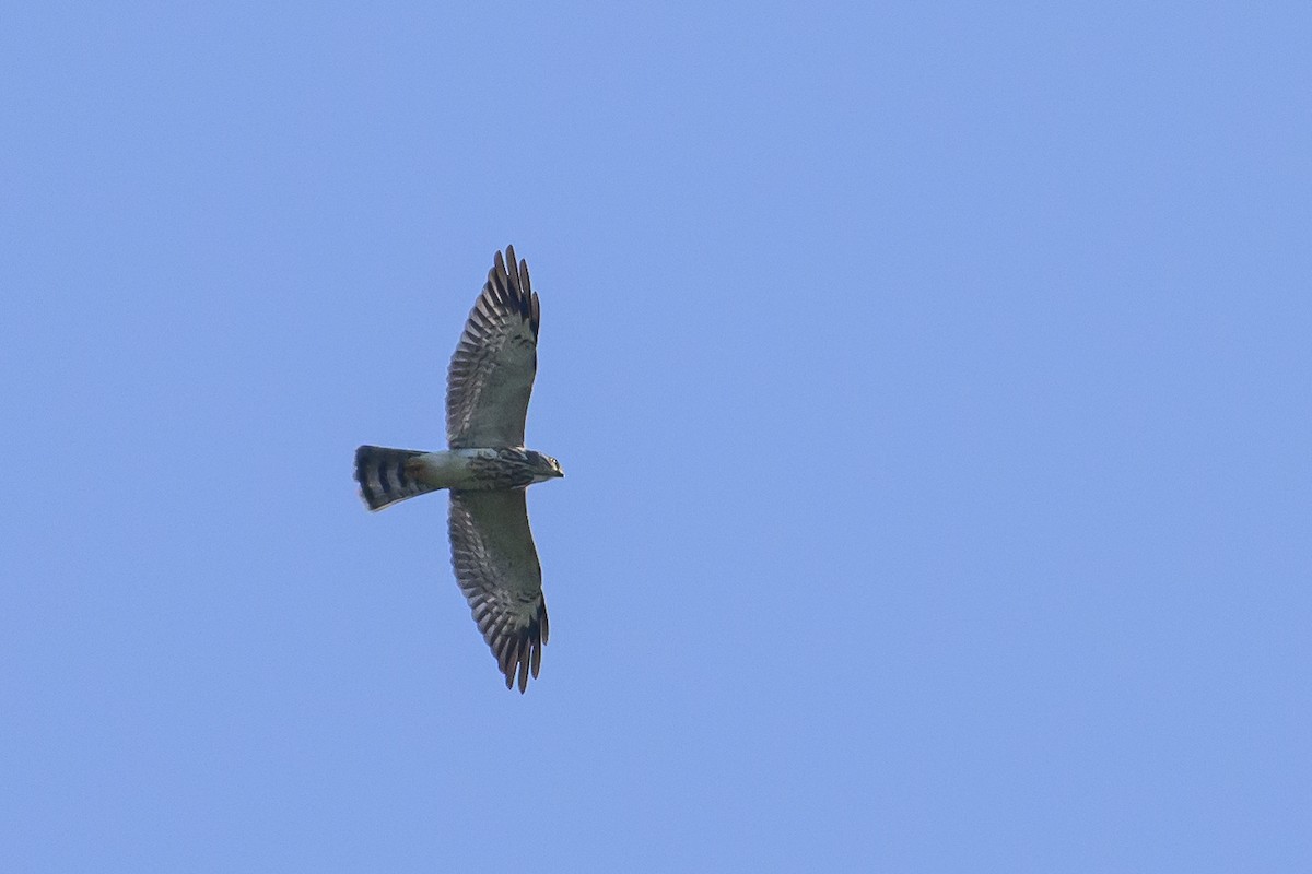 Chinese Sparrowhawk - ML616370096