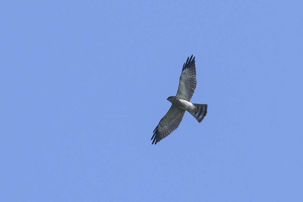 Chinese Sparrowhawk - ML616370098