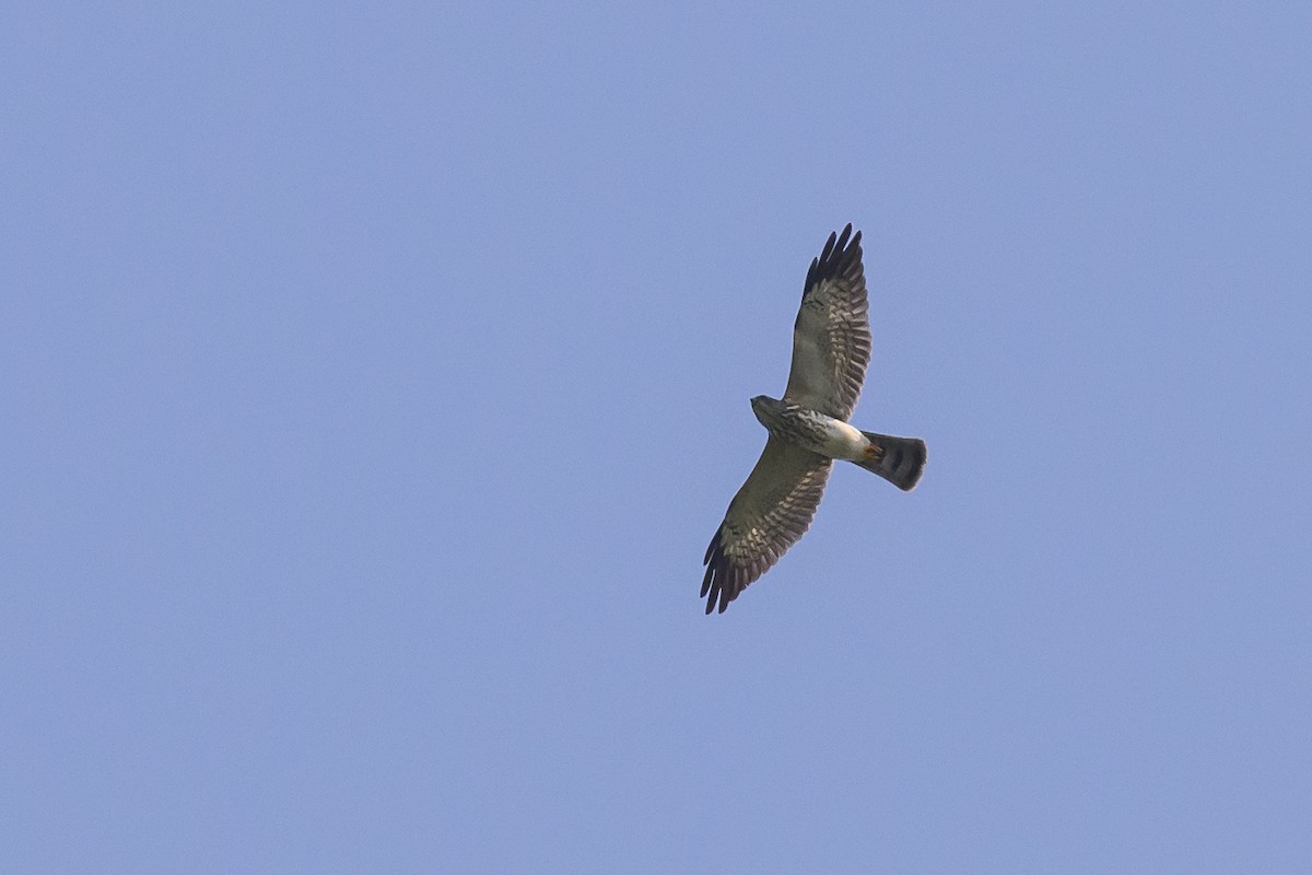 Chinese Sparrowhawk - Stephen Davies