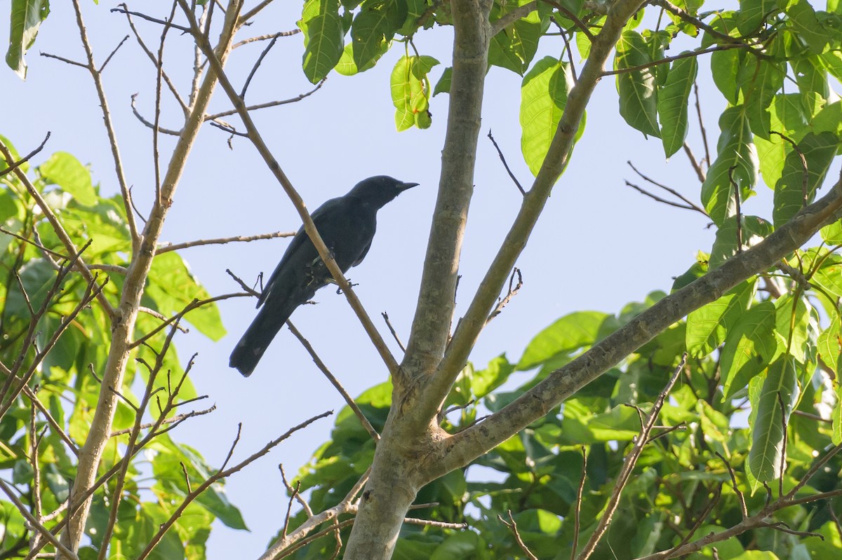 Sulawesi Cicadabird - ML616370113