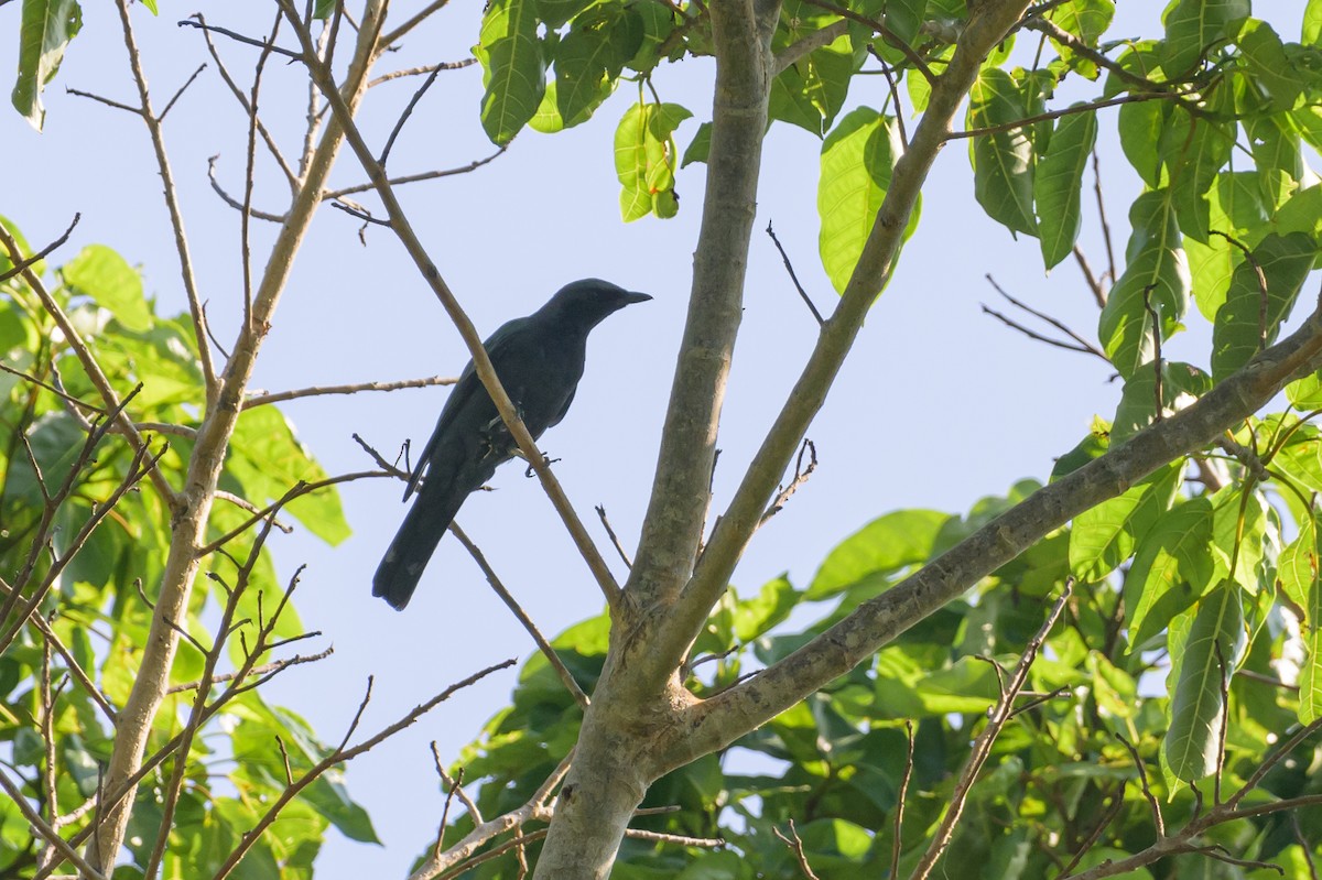 Sulawesi Cicadabird - ML616370115