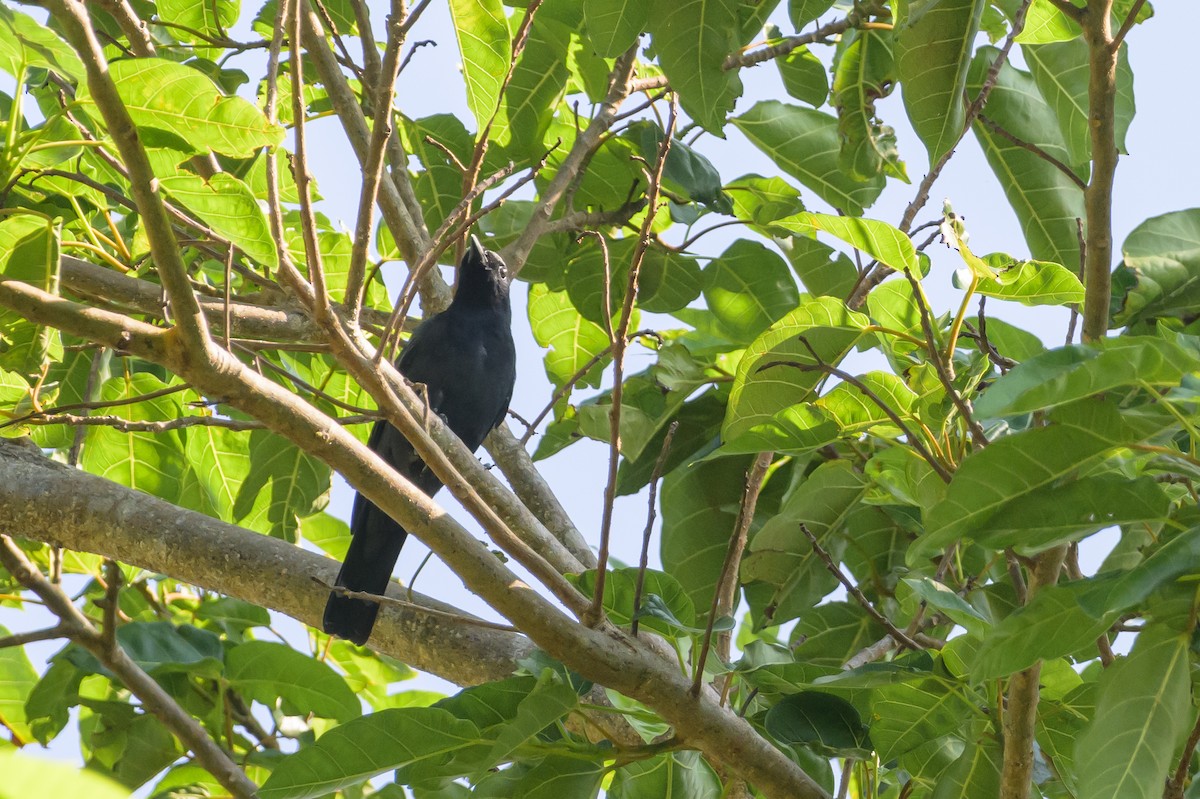 Sulawesi Cicadabird - ML616370118