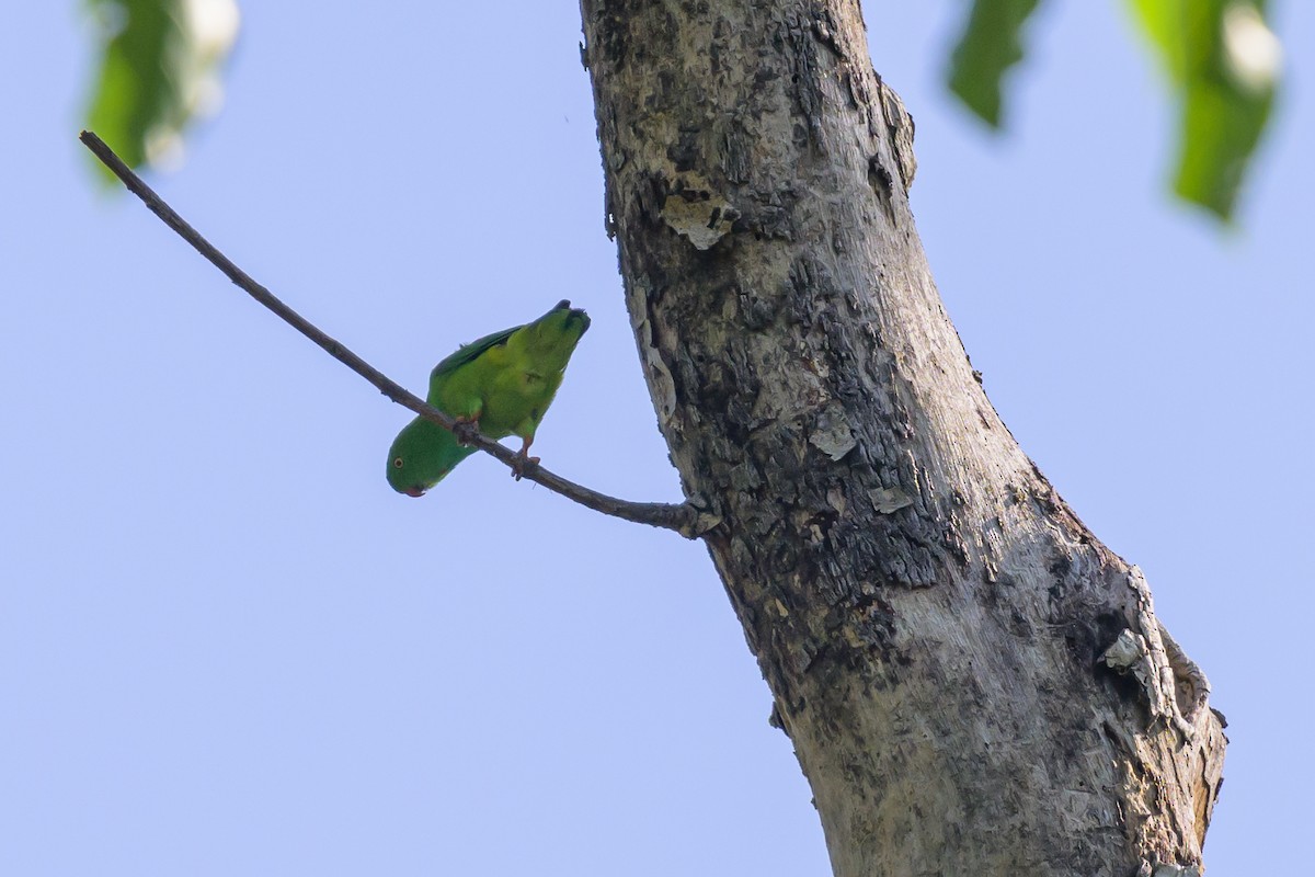 Pygmy Hanging-Parrot - Stephen Davies