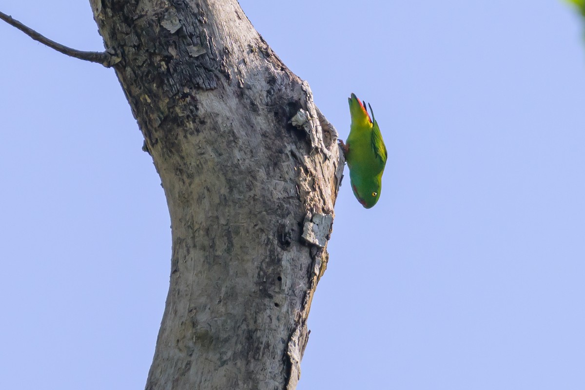 Pygmy Hanging-Parrot - ML616370130