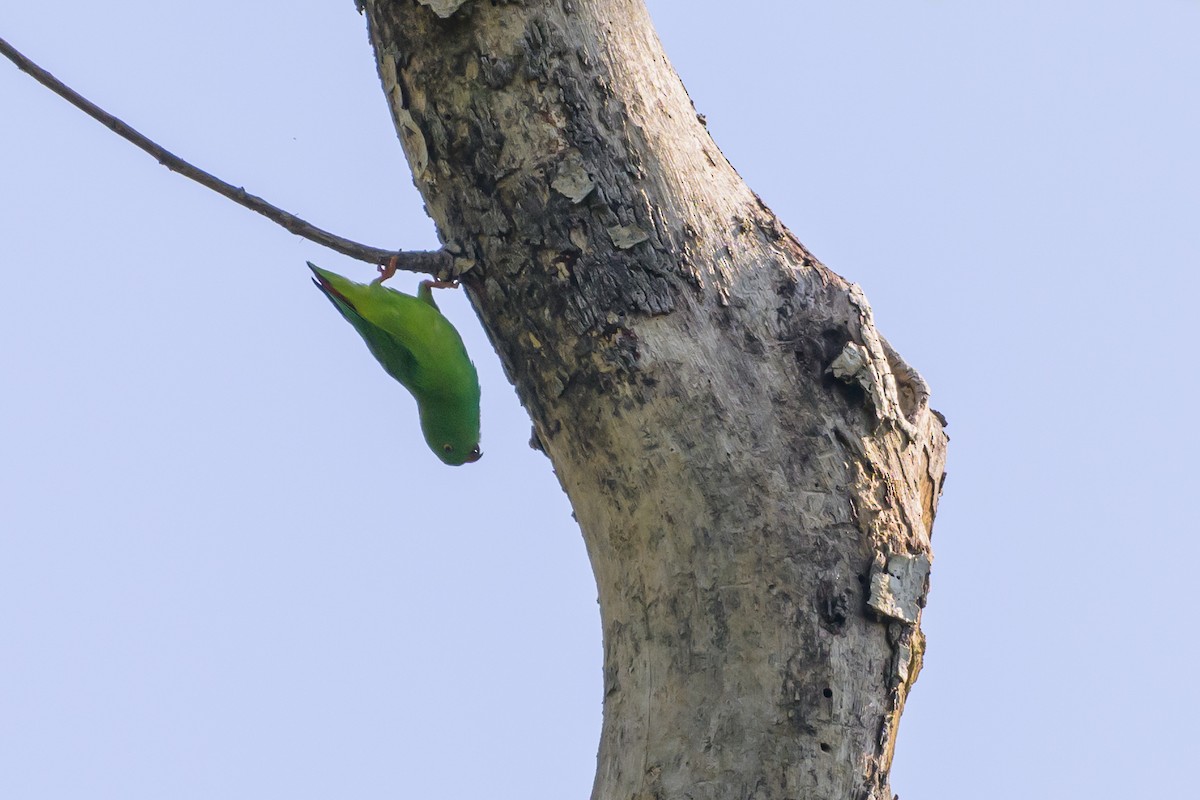 Pygmy Hanging-Parrot - Stephen Davies