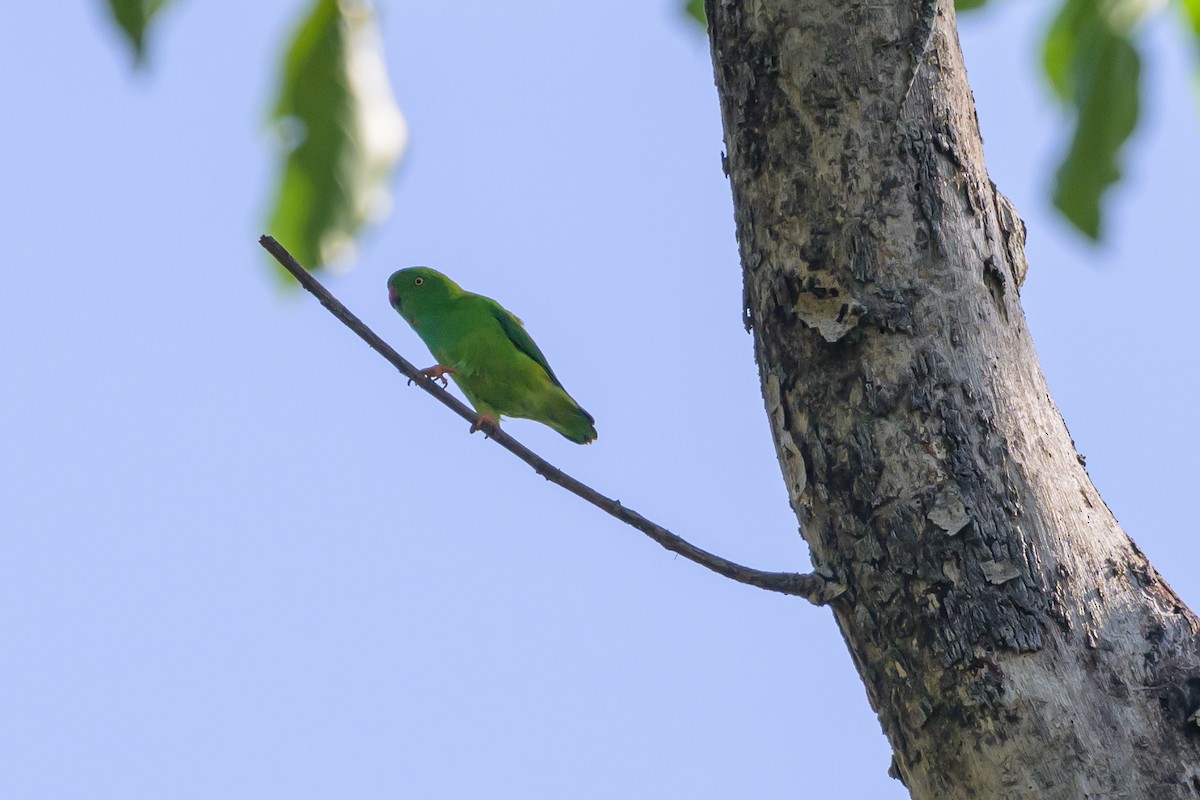 Pygmy Hanging-Parrot - Stephen Davies