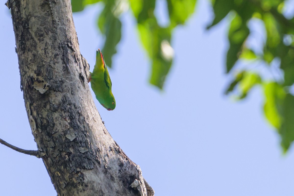 Pygmy Hanging-Parrot - ML616370136