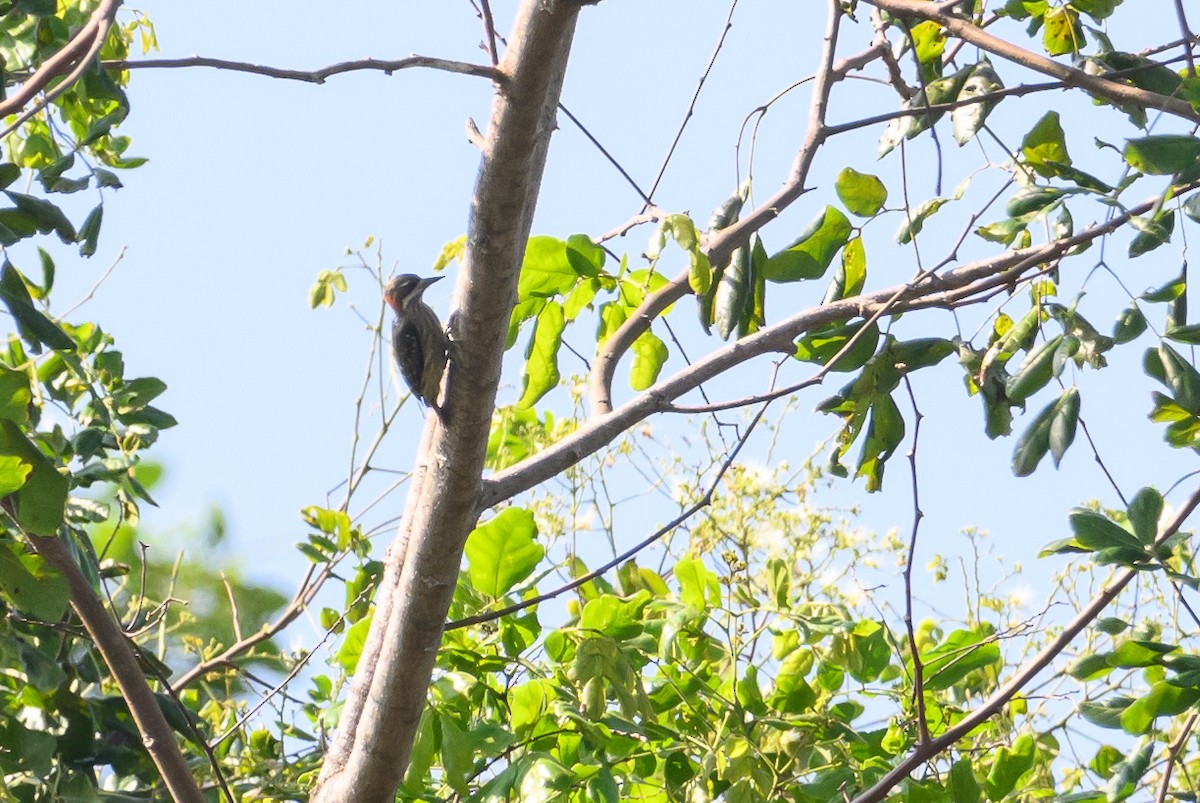 Sulawesi Pygmy Woodpecker - Stephen Davies