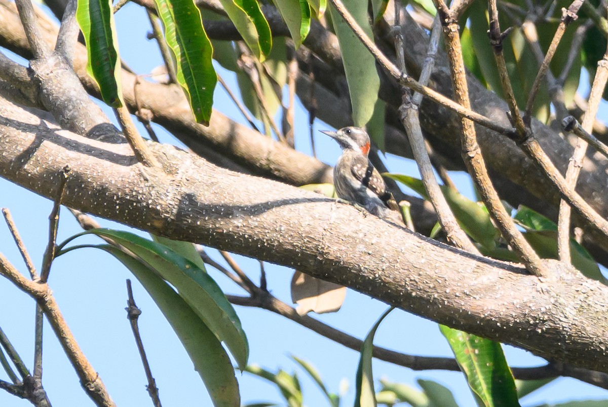 Sulawesi Pygmy Woodpecker - Stephen Davies
