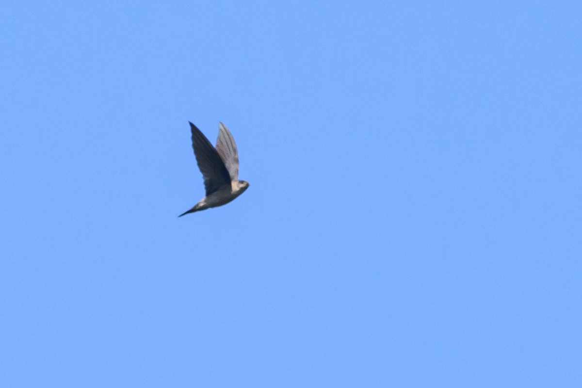 Sulawesi Swiftlet - ML616370151