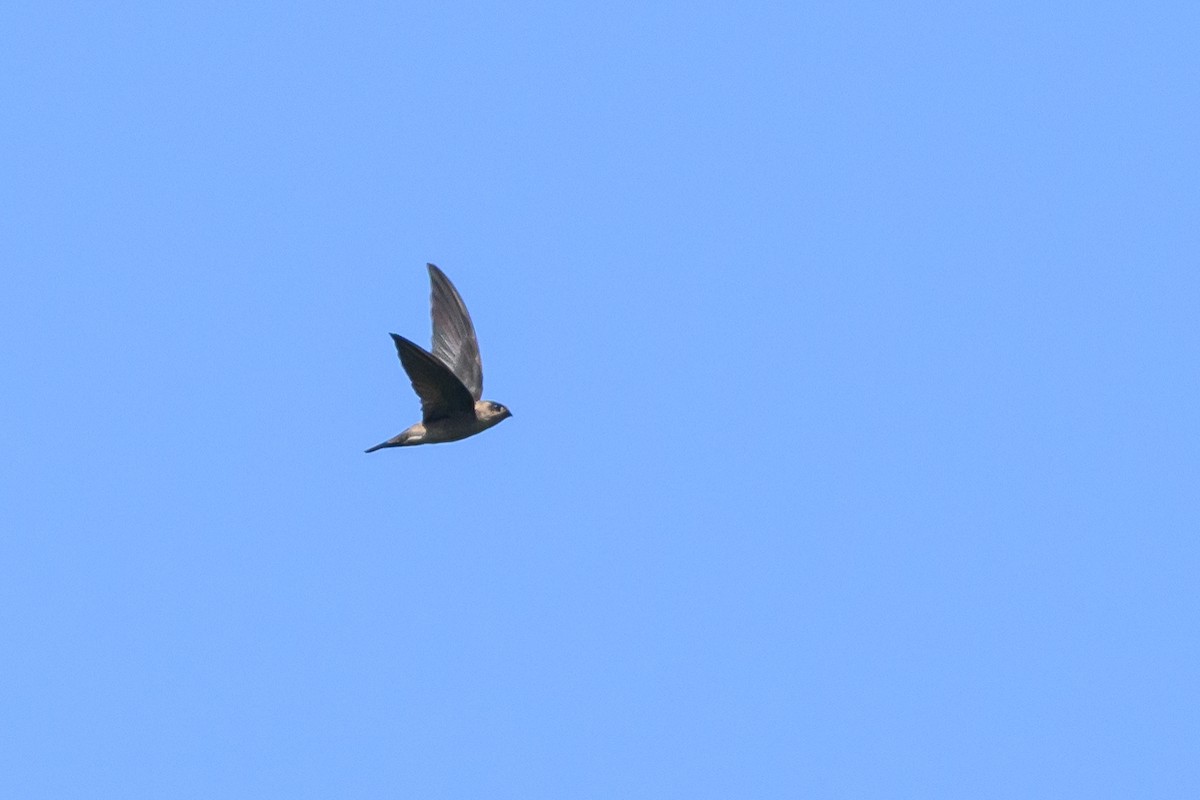 Sulawesi Swiftlet - ML616370152