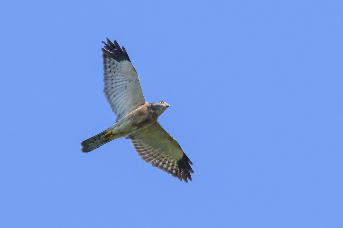 Chinese Sparrowhawk - ML616370157