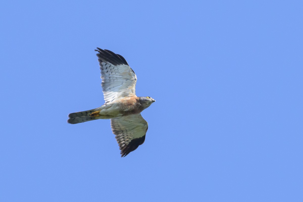 Chinese Sparrowhawk - ML616370158