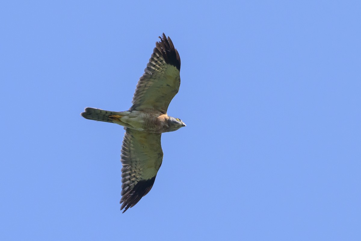 Chinese Sparrowhawk - ML616370159