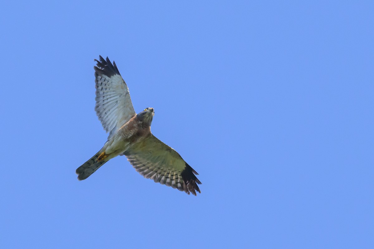 Chinese Sparrowhawk - ML616370160