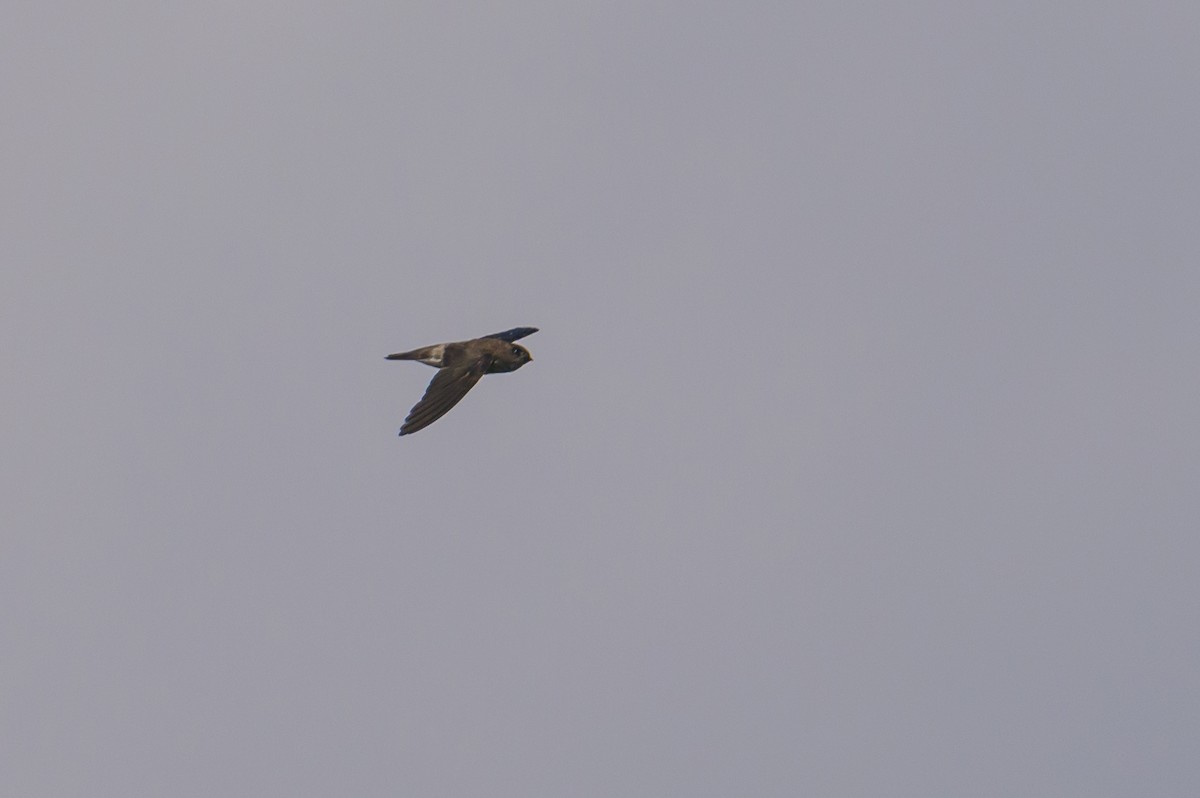 Sulawesi Swiftlet - Stephen Davies