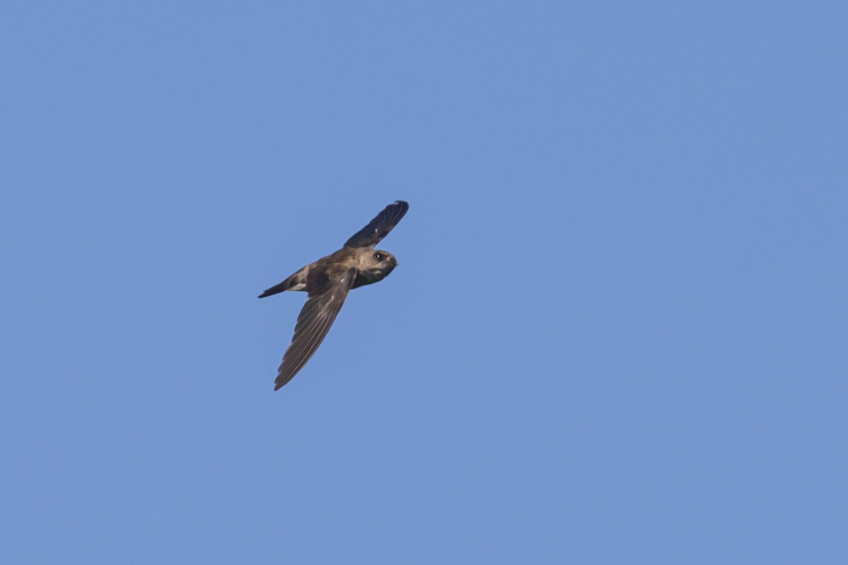 Sulawesi Swiftlet - ML616370212