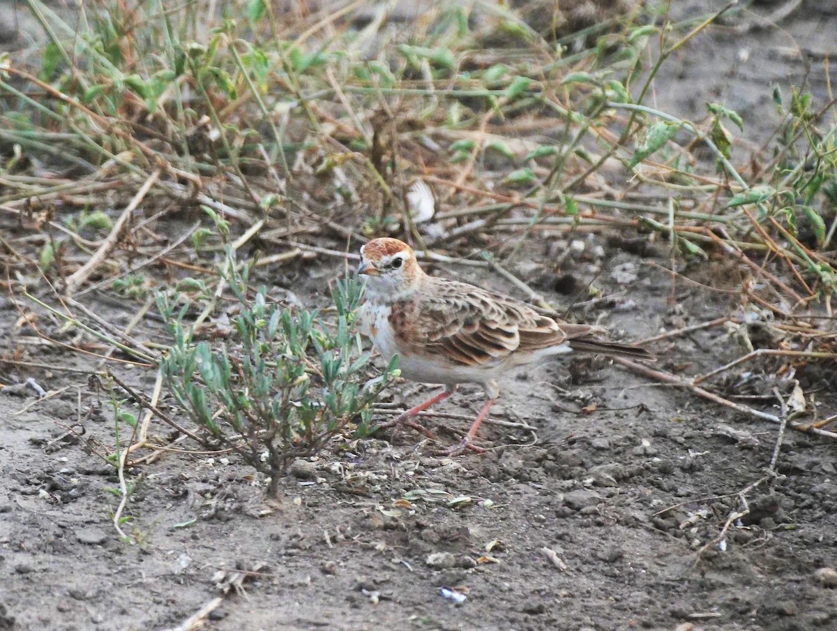 Red-capped Lark - ML616370363