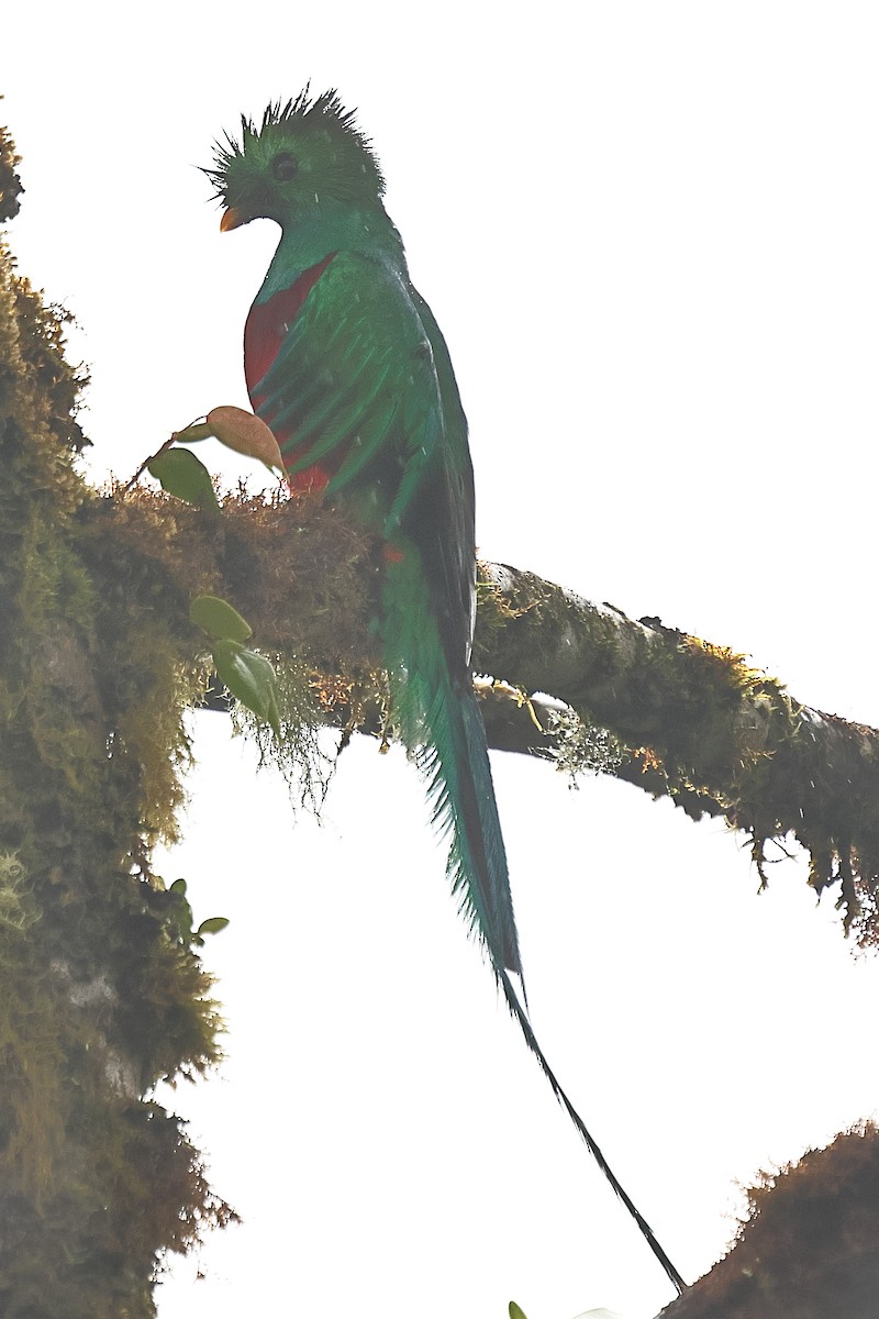 Quetzal Guatemalteco - ML616370371