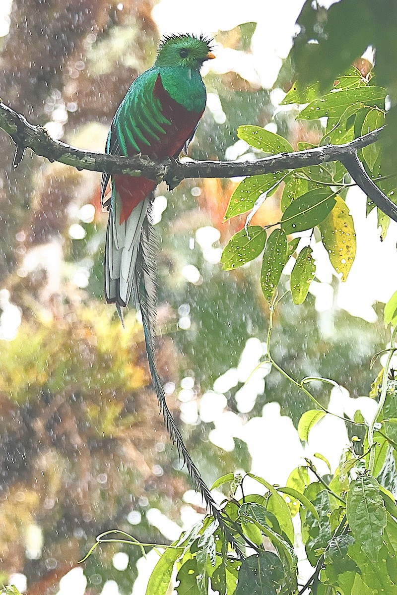 Quetzal Guatemalteco - ML616370372