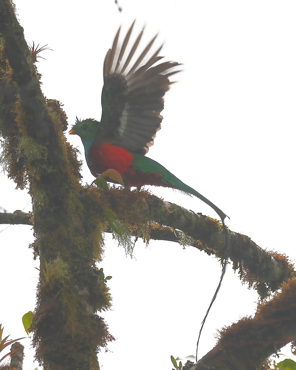 Quetzal Guatemalteco - ML616370375