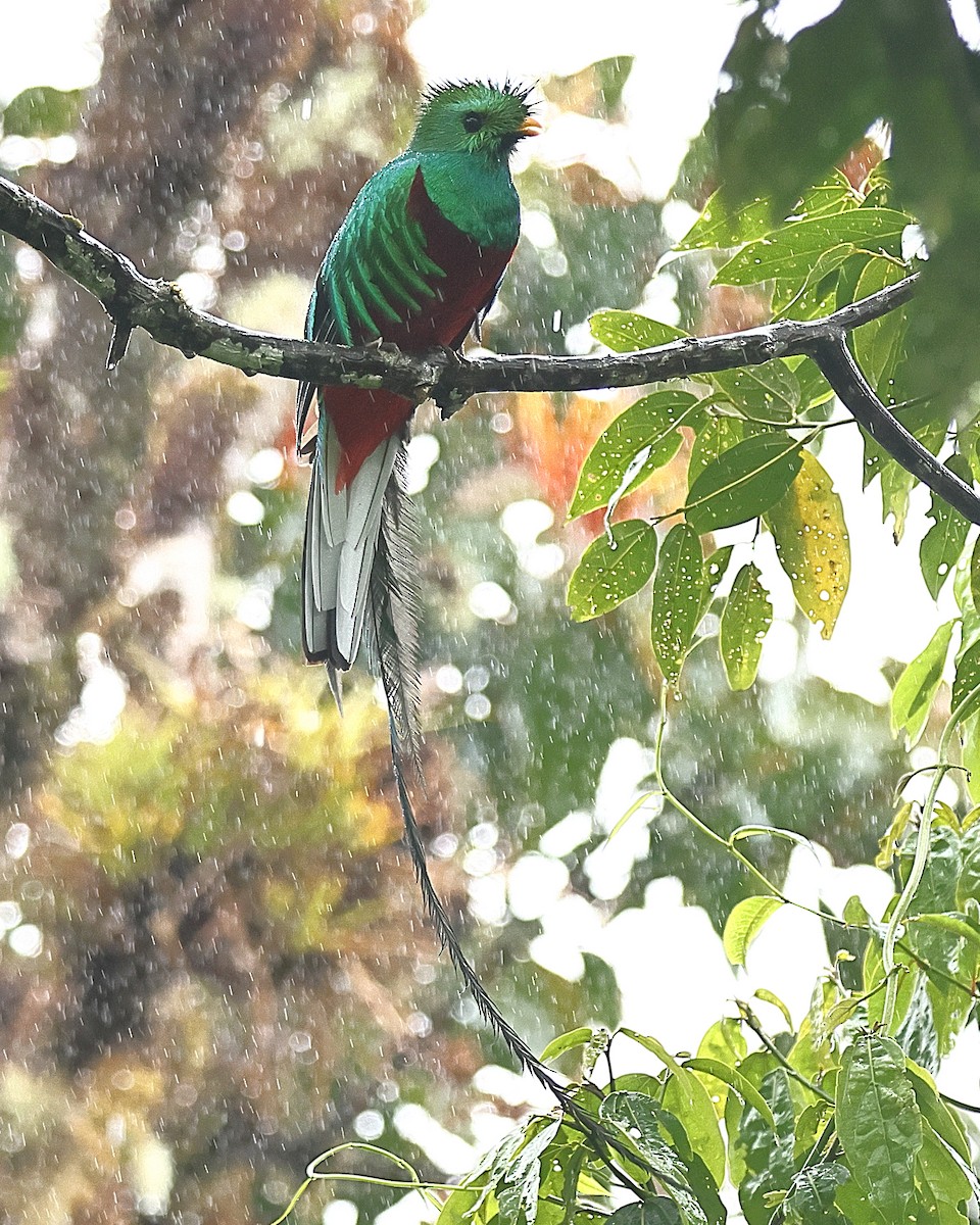 Quetzal Guatemalteco - ML616370376