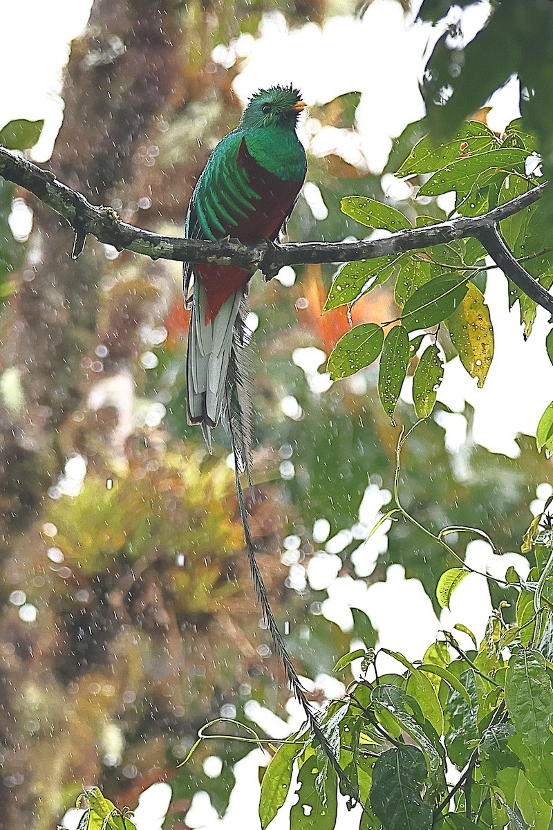 Quetzal Guatemalteco - ML616370378