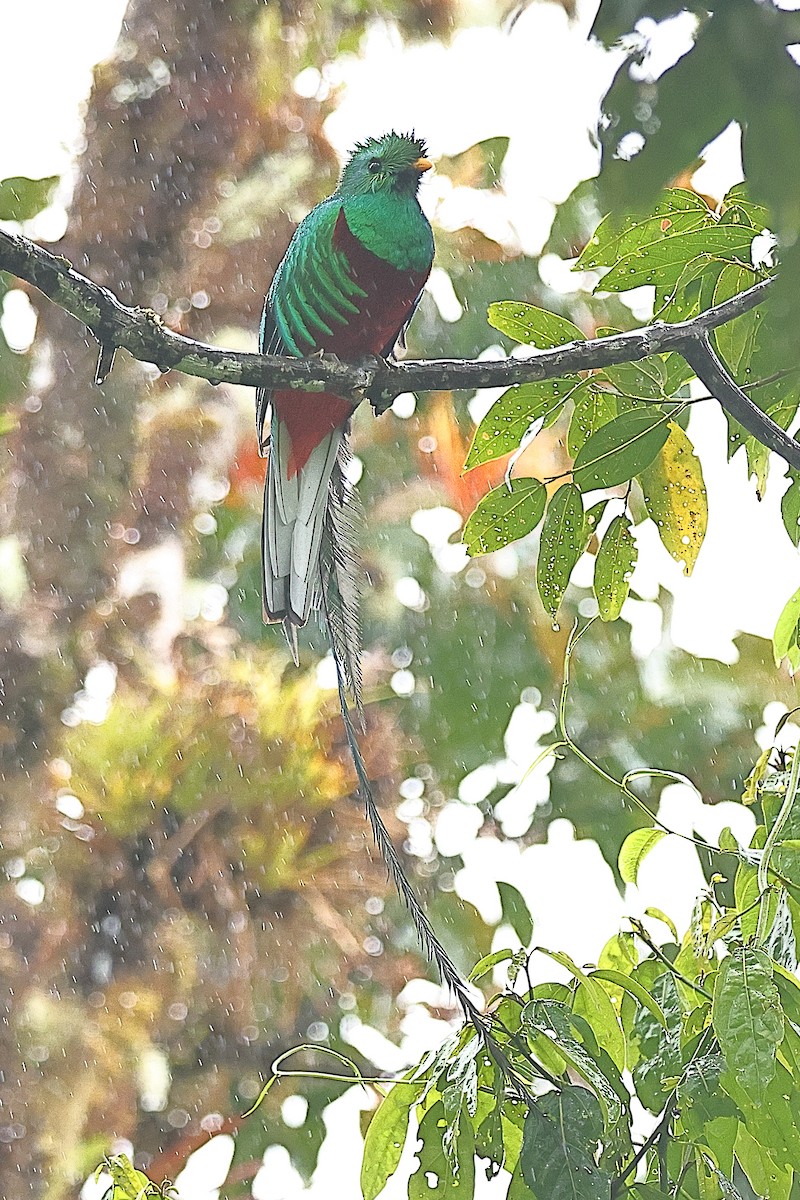 Resplendent Quetzal - ML616370379