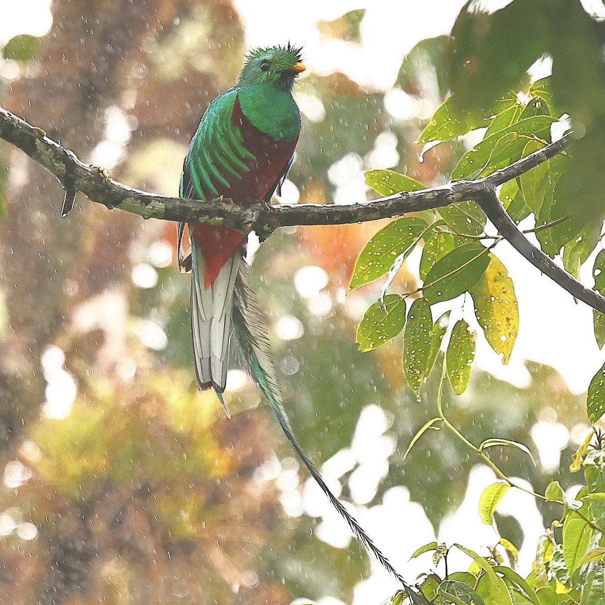 Quetzal resplendissant - ML616370389