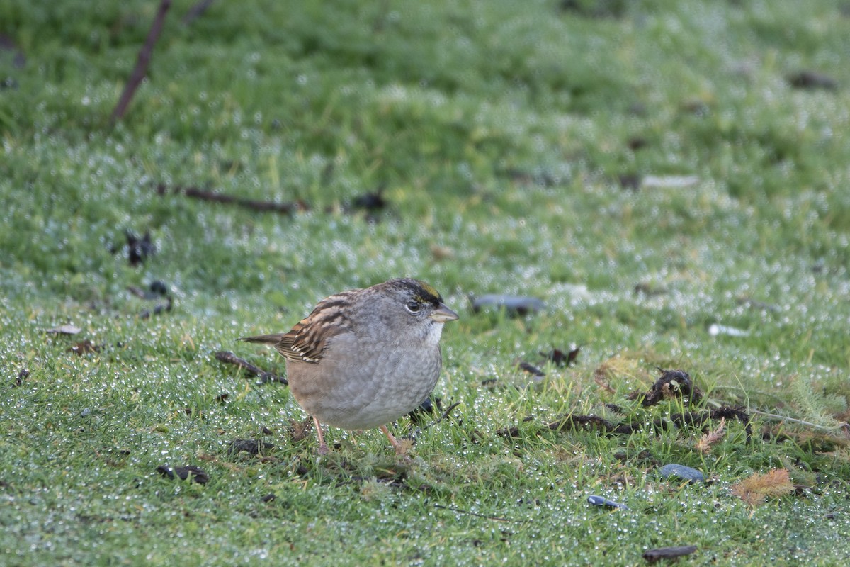 Golden-crowned Sparrow - ML616370399