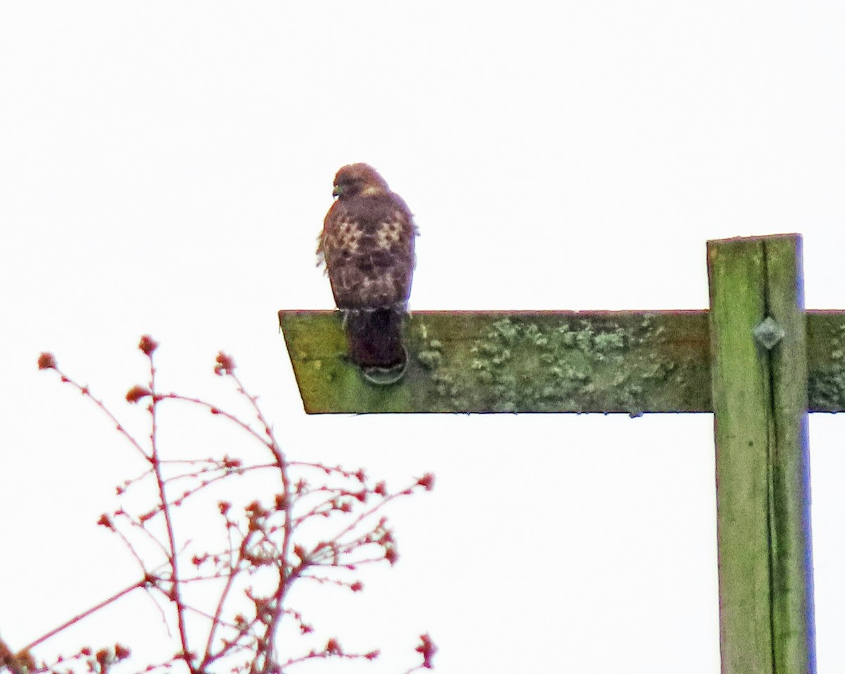 Red-tailed Hawk - ML616370401