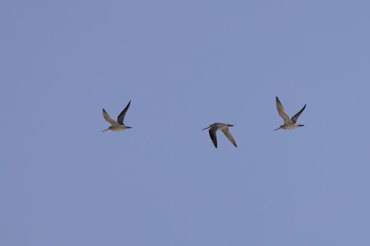 Bar-tailed Godwit - Delfin Gonzalez