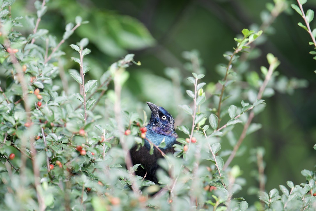 Common Grackle - ML616370454